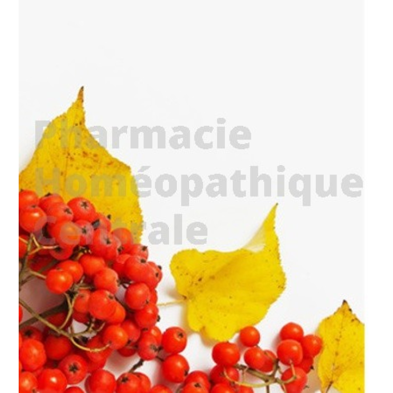 Sorbier bourgeons, jambes lourdes, céphalées pur ou dilution 1DH
