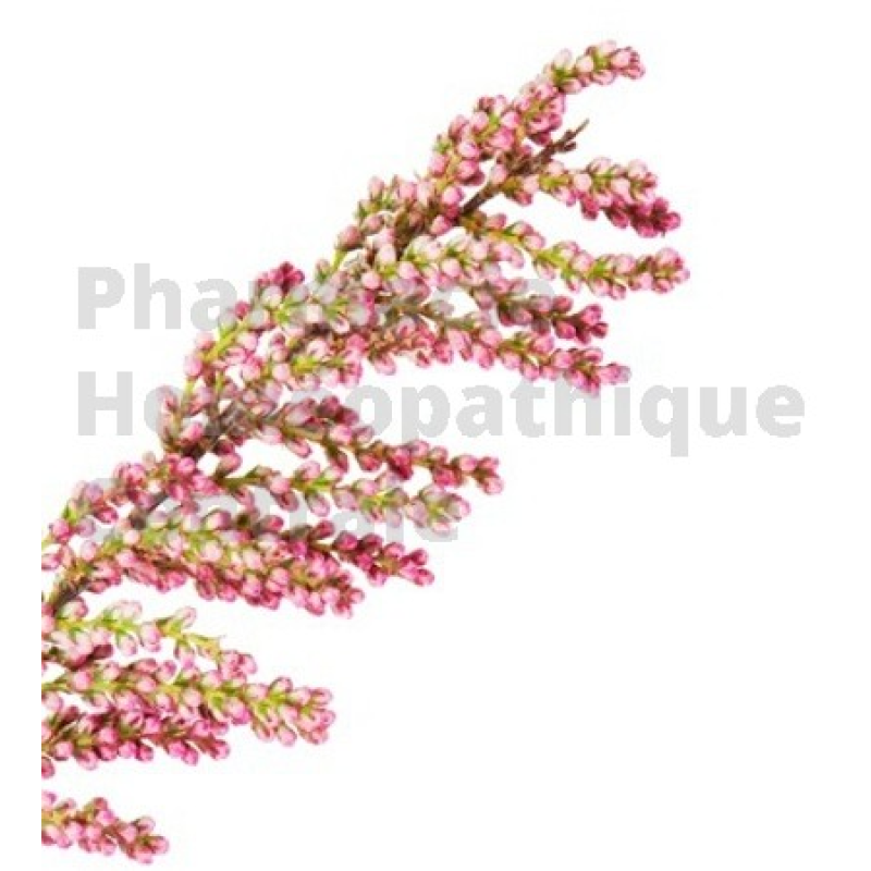 Tamaris de France bourgeons - pur ou dilution en cas d'anémie