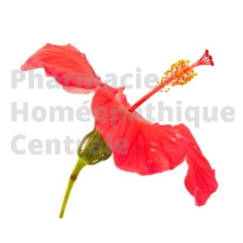 TISANE HIBISCUS - Plantes en vrac à infuser