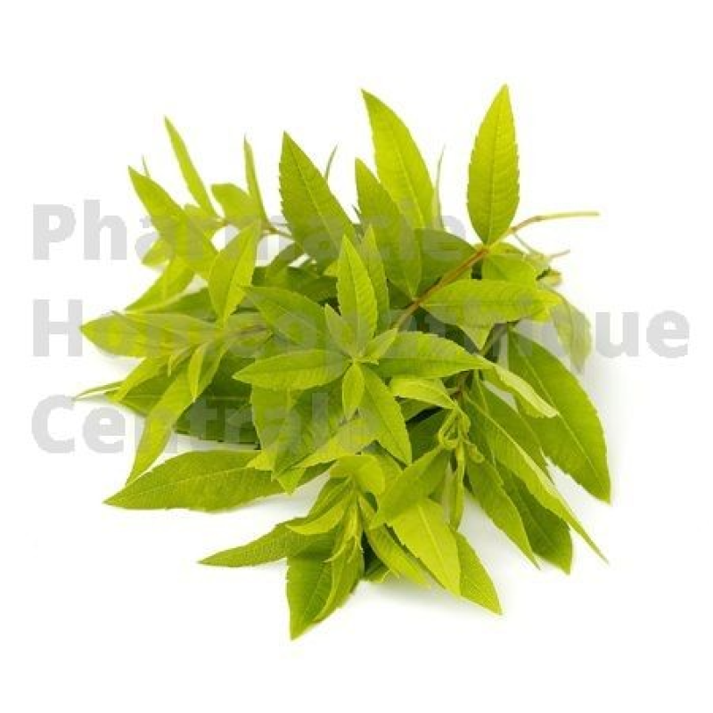 VERVEINE ODORANTE - Verbana officinalis - vertus calmantes