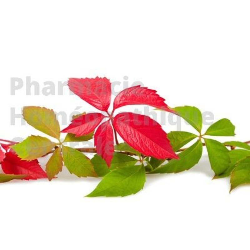 Vigne vierge bourgeons - pur ou dilution 1DH (au choix) - problèmes articulaires